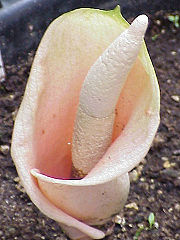 Amorphophallus - Bunga Bangkai 180px-Amorphophallus-bulbifer3