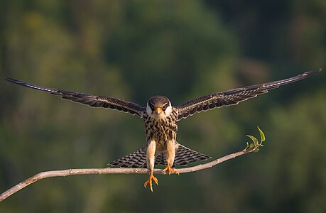 Amur falcon (Falco amurensis)