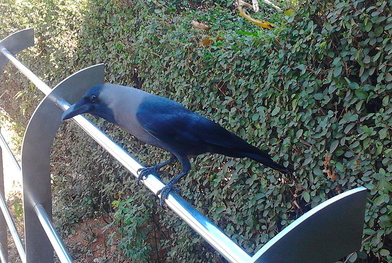 File:An Indian crow.jpg