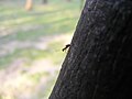 An ant on a tree.JPG