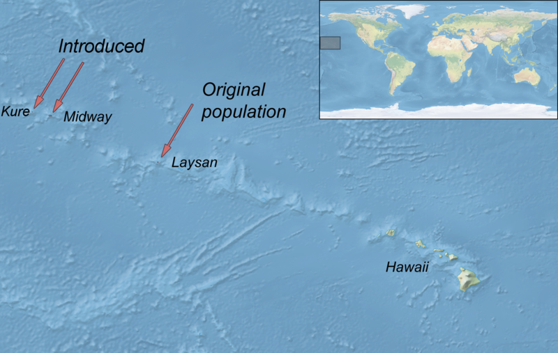 File:Anas laysanensis distribution map.png