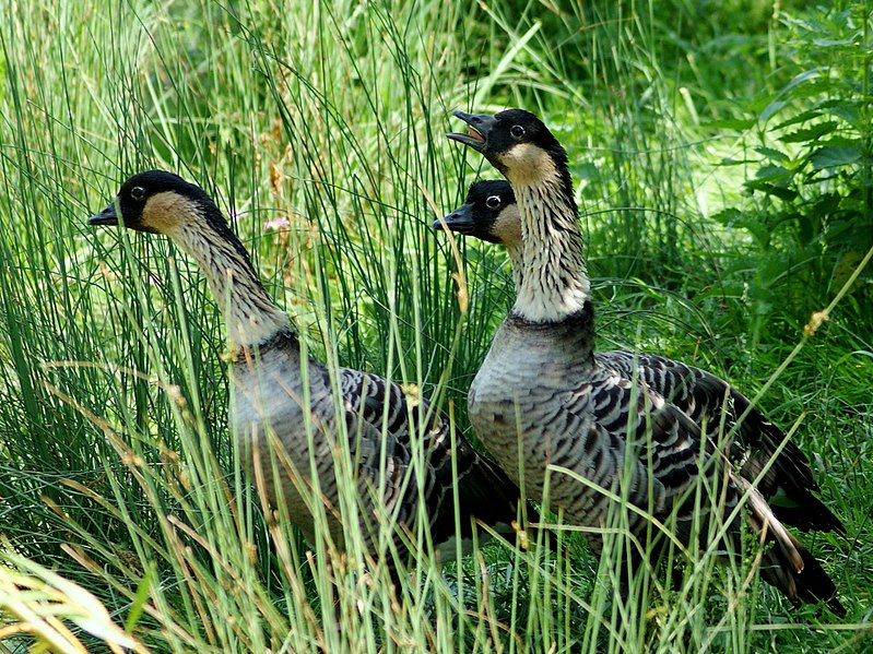 File:Anatidae Branta sandvicensis 2.jpg