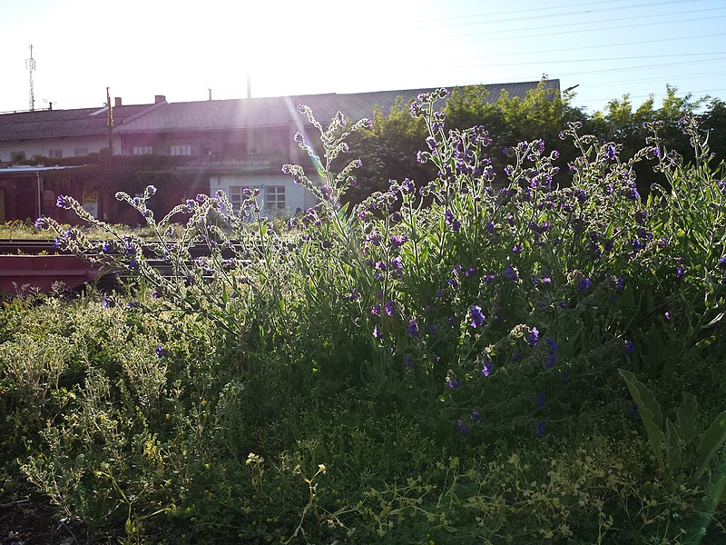 File:Anchusa officinalis sl6.jpg