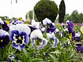 Pansies showing typical facial markings