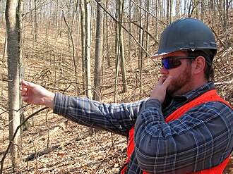 Proper use of angle gauge to count in trees Angle gauge use.JPG