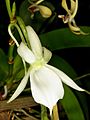 Angraecum leonis