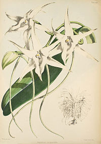 plate 31 Angraecum sesquipedale