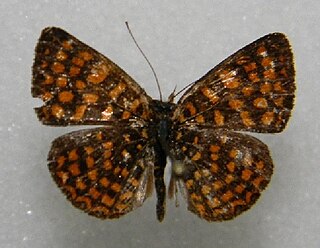 <i>Antillea pelops</i> Species of butterfly