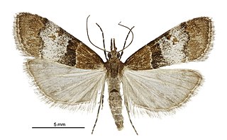 <i>Antiscopa acompa</i> Species of moth