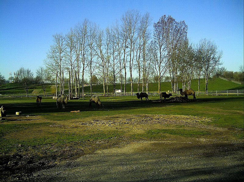 File:April Parc Natural Mundenhof Freiburg - Master Botany Photography 2013 - panoramio (1).jpg