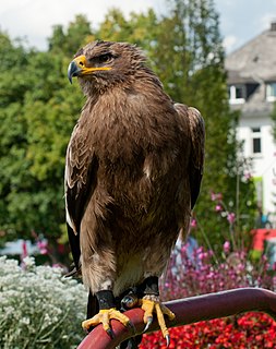 Der Steppenadler ist eine Voge