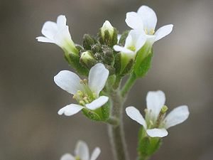 Flowers of Arabidopsis thaliana, the most important model plant and the first to have its genome sequenced