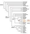 Evolutionary origin of nitrogen-fixing nodulation