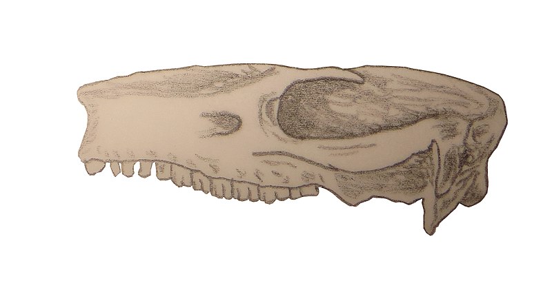 File:Archaeohyrax patagonicus.jpg