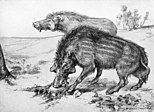 Archaeotherium.jpg