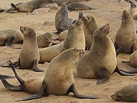 Arctocephalus pusillus (Cape fur seals).jpg