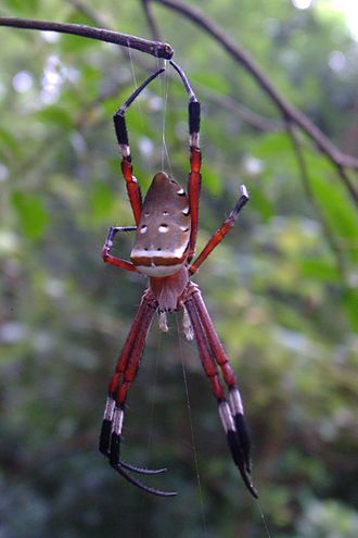 Самиця Argiope ocula, Тайвань