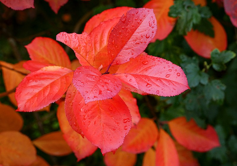 File:Aronia leaves on a rainy autumn day in Tuntorp 3.jpg