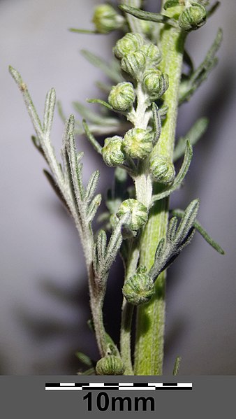 File:Artemisia pontica sl62.jpg