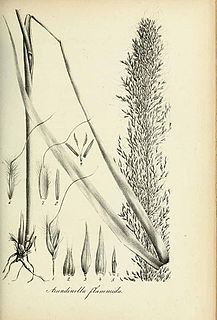 <i>Dilophotriche</i> Genus of grasses