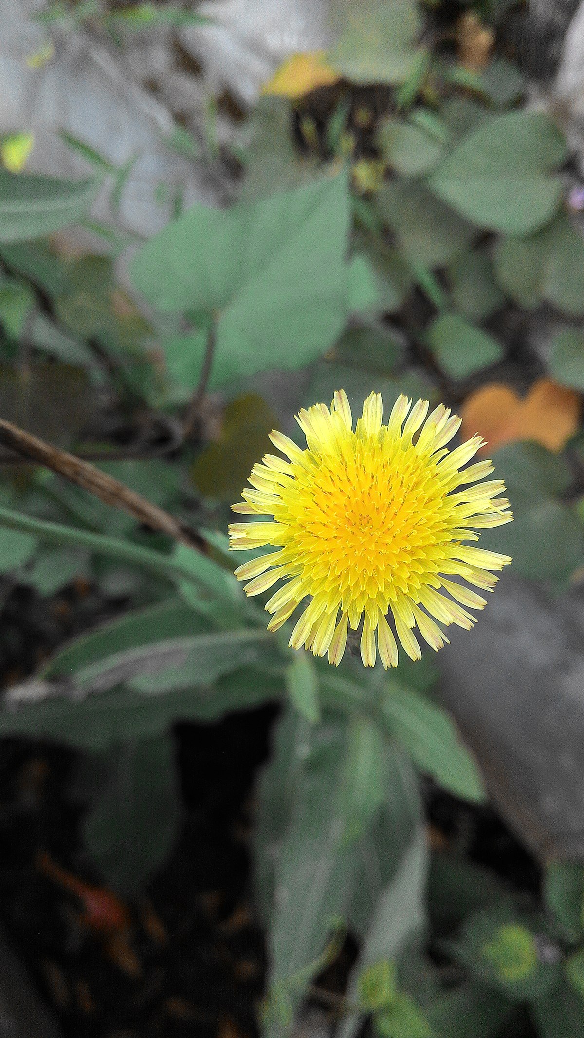 Maksud dandelion