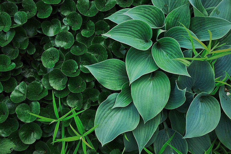 File:Asarum and Hosta plants near the Gridchinhall building (31249669902).jpg