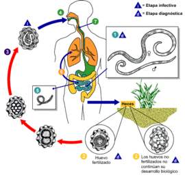Pinworm típusú - Ascaris lumbricoides gilisztahajto gyógyszer gyerekeknek