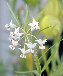 Asclepias fruticosa inflorescence.jpg