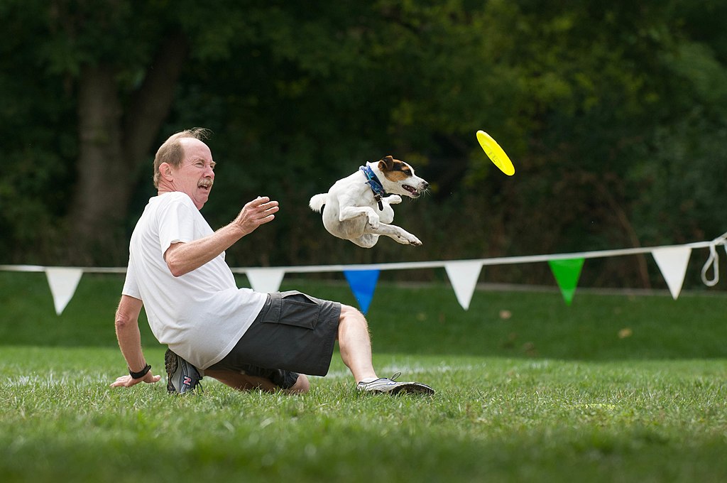 File:Ashley Whippet Frisbee Naperville - 8033004838.jpg