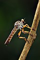 * Nomination Robber fly from the Anaimalai hills, Western Ghats, India --PJeganathan 08:34, 6 June 2017 (UTC) * Decline Sorry, the colours are lovely, but the DoF is too shallow so that large parts are out of focus. --Peulle 12:07, 6 June 2017 (UTC)