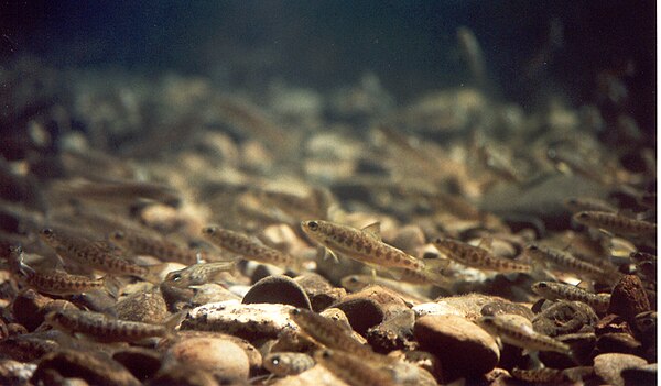 After depleting their yolk sac nutrients, the young salmon emerge from the gravel habitat as parr to feed.