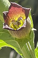 Atropa belladonna L. single flower back-lit by bright sunlight to reveal purple reticulation of yellowish-green corolla tube.
