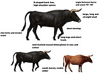 Aurochs