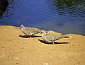 AustralianCrestedPigeons-Wikip01.JPG