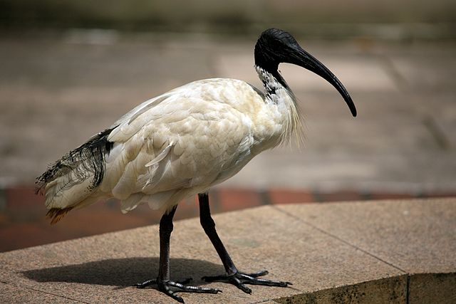 Australian white ibis