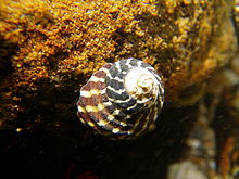 Austrocochlea porcata en striped.jpg