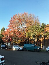 Autumn in the residential area of Narwee, New South Wales Autumn in Narwee, New South Wales.jpg