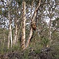 Eucalyptus accedens