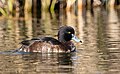 * Nomination Tufted duck (Aythya fuligula), female --Alexis Lours 08:50, 3 March 2022 (UTC) * Promotion  Support Good quality Lmbuga 10:20, 3 March 2022 (UTC)