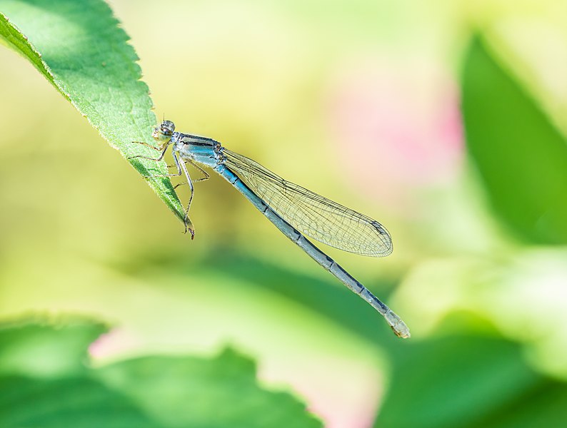 File:Azure bluet (31554).jpg