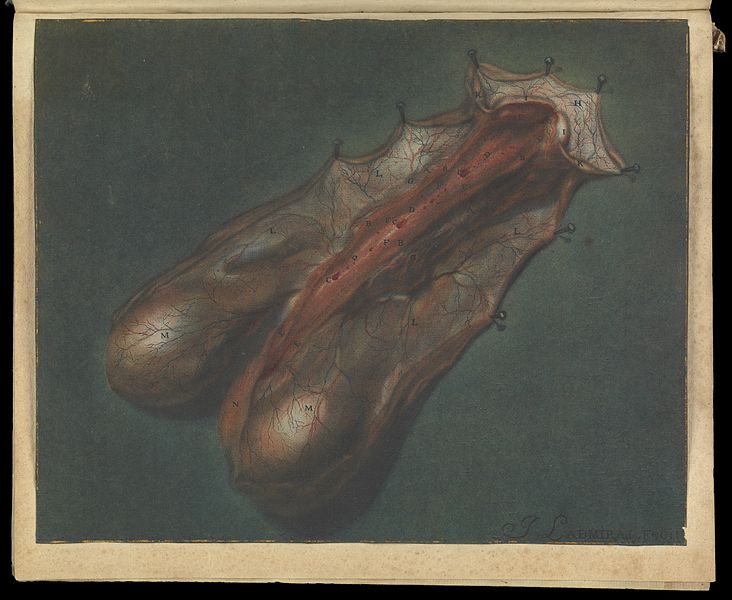 File:B.S. Albinus. Effigies Penis Humani. Wellcome L0070113.jpg