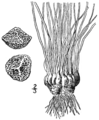 1.9. Isoetes dodgei Fig. 126