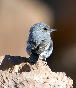 BLACKSTART Oenanthe melanura lypura (8468617990).jpg