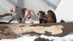 Babboons Cinemagraph.gif