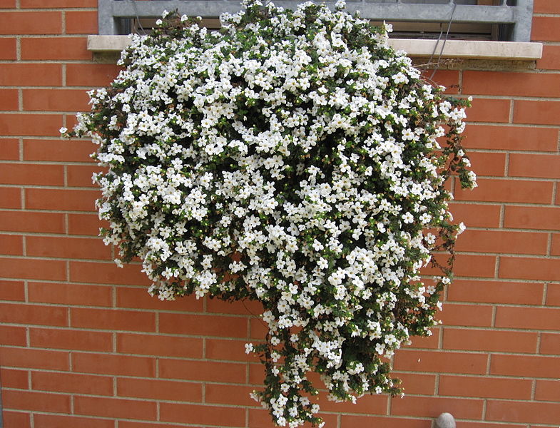 File:Bacopa -sutera cordata.jpg