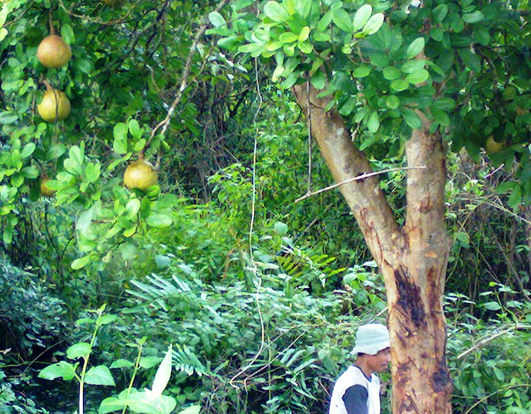 File:Bakau tree.jpg