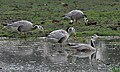 Bharatpur, Rajasthan, India