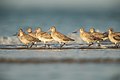 Bar-tailed Godwit, Lee Point, Darwin, Northern Territory, Australia