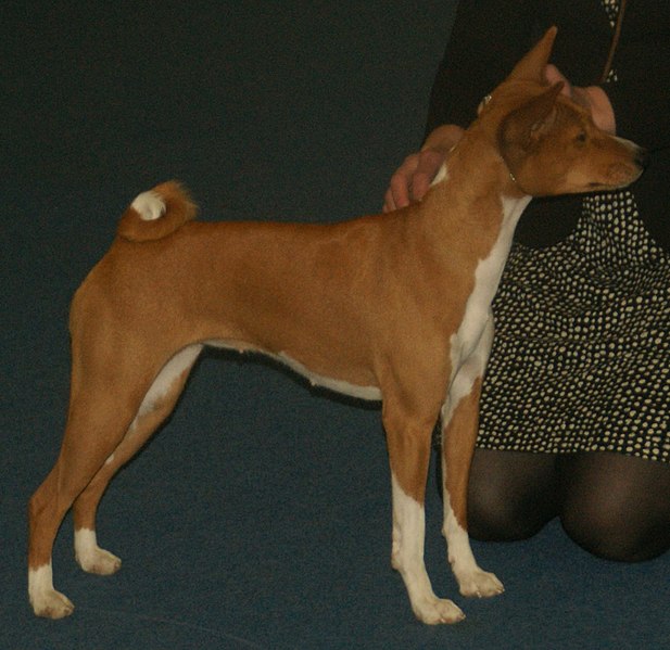 File:Basenji-red&white2.jpg