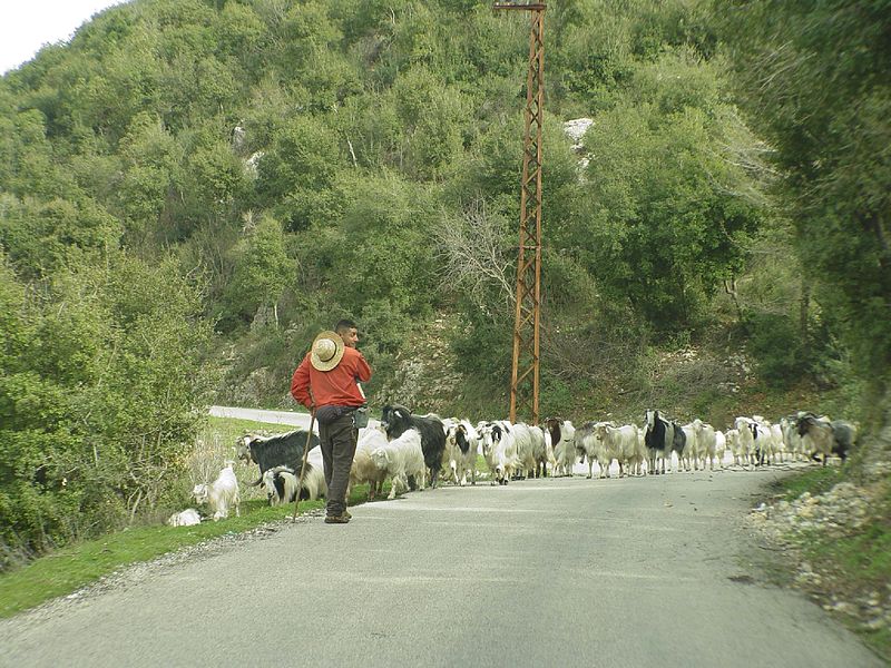 File:Batroun - Shepherd (2309089236).jpg